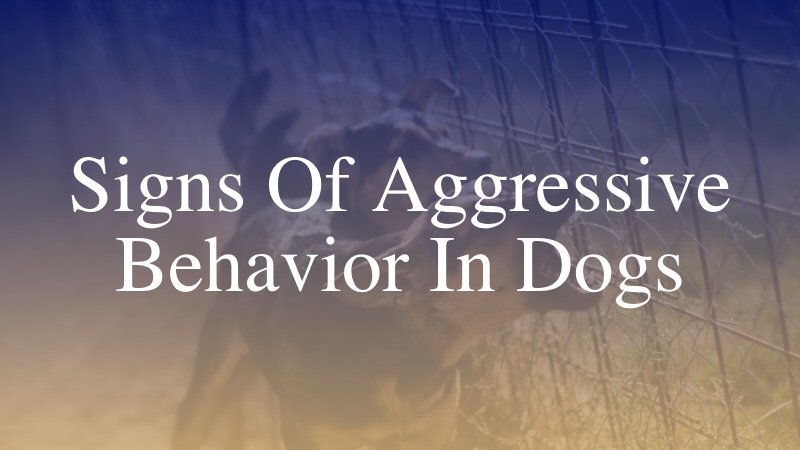 Signs of Aggressive Behavior in Dogs