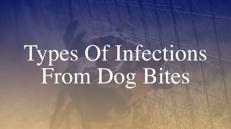 Types of Infections from Dog Bites