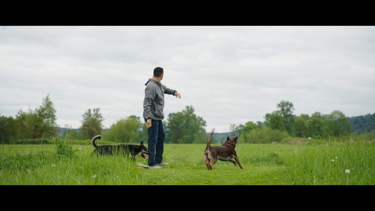 Dogs running on the field